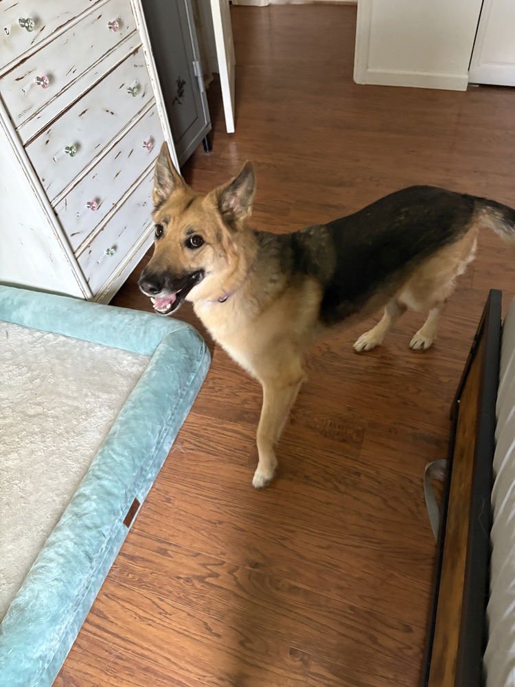 JENNY - German Shepherd Dog available for adoption