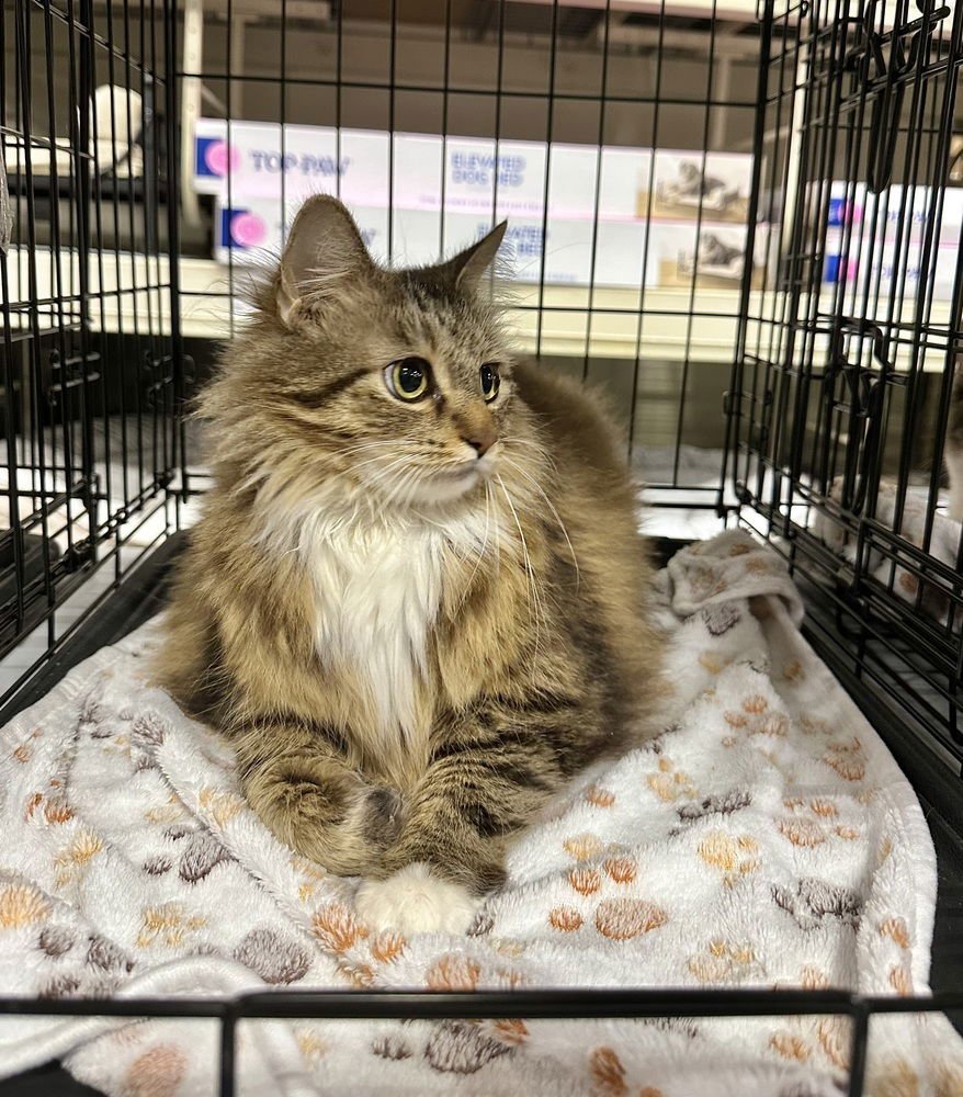 HONEYSUCKLE KITTY - Domestic Long Hair available for adoption