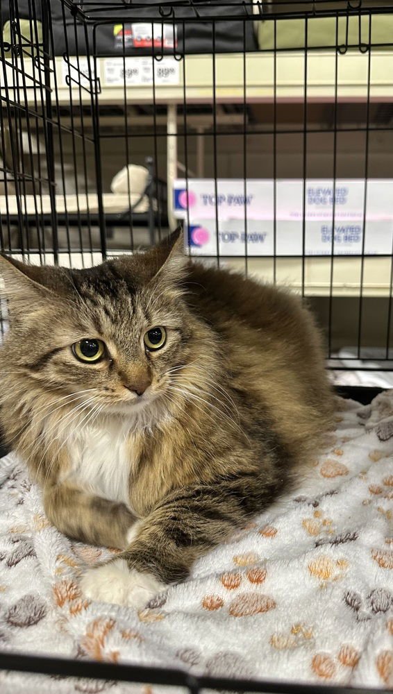 HONEYSUCKLE KITTY - Domestic Long Hair available for adoption