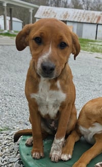 Farm Paws : Francy - Photo 1
