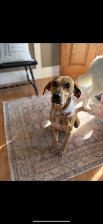 Brandy Rose Image