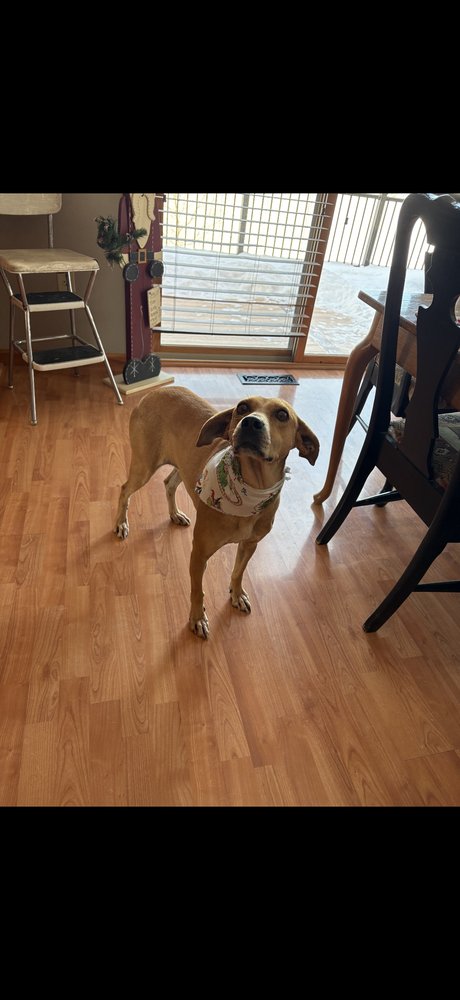 BRANDY ROSE - Labrador Retriever / Mountain Cur available for adoption
