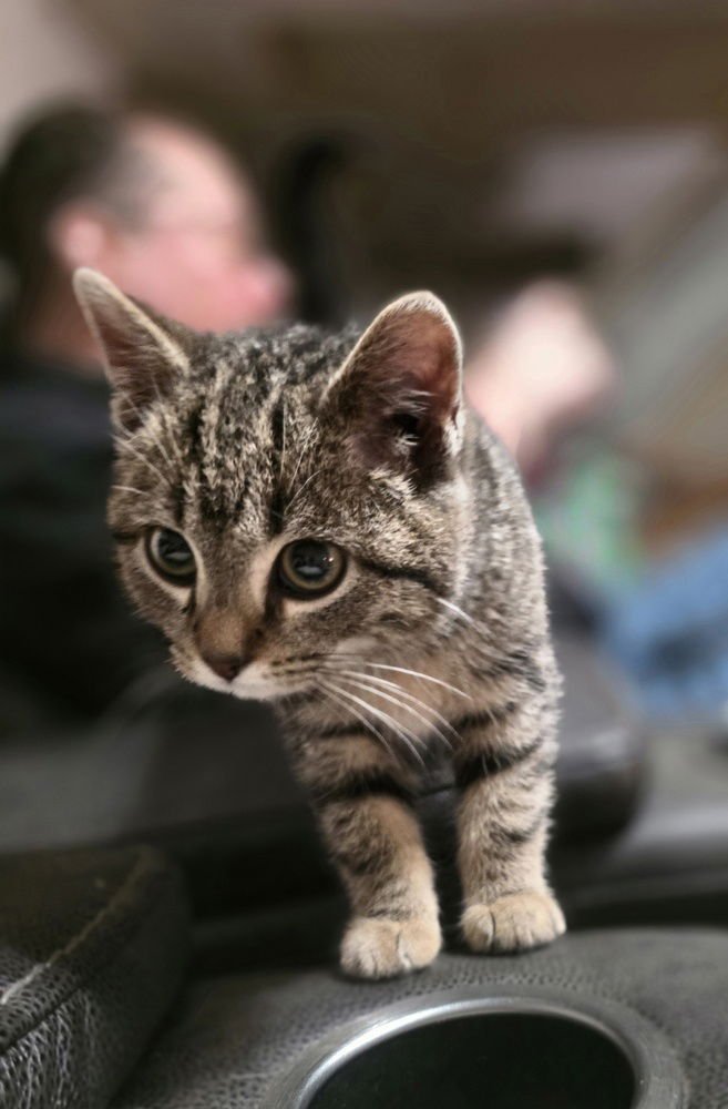 BODIE CAT - Domestic Short Hair available for adoption