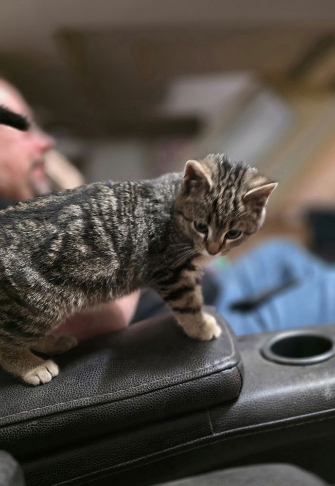BODIE CAT - Domestic Short Hair available for adoption