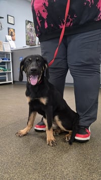 PR Paws : Prim - Photo 1