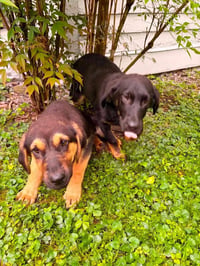 PR Paws : Prim - Photo 2