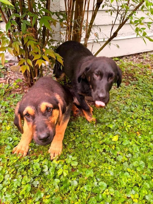 PR PAWS : PRIM - Bloodhound / German Shepherd Dog available for adoption