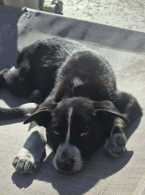 NATURE DAWGS : SAGE - Alaskan Malamute / Australian Cattle Dog/Blue Heeler available for adoption
