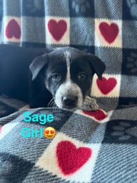 Nature Dawgs : Sage - Photo 2