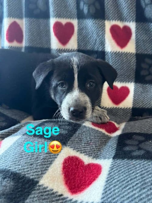 NATURE DAWGS : SAGE - Alaskan Malamute / Australian Cattle Dog/Blue Heeler available for adoption