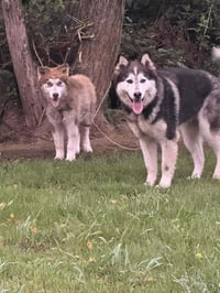 Nature Dawgs : Sage - Photo 4