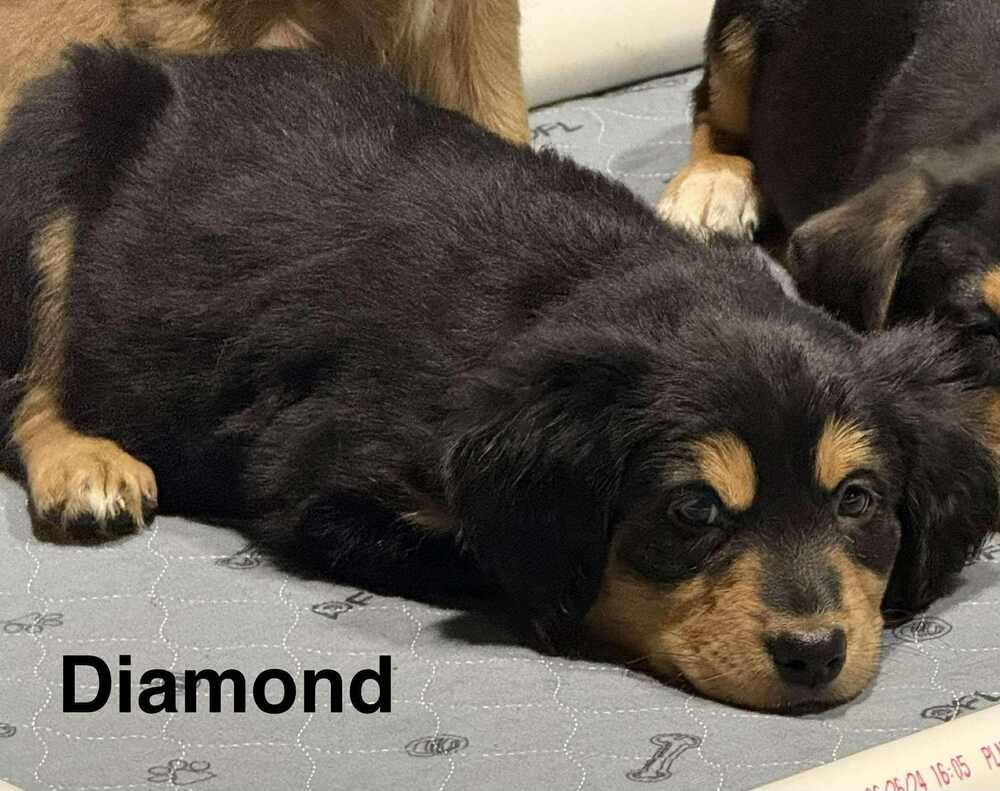 PUPPY LOVE : DIAMOND - Australian Shepherd / Rottweiler available for adoption