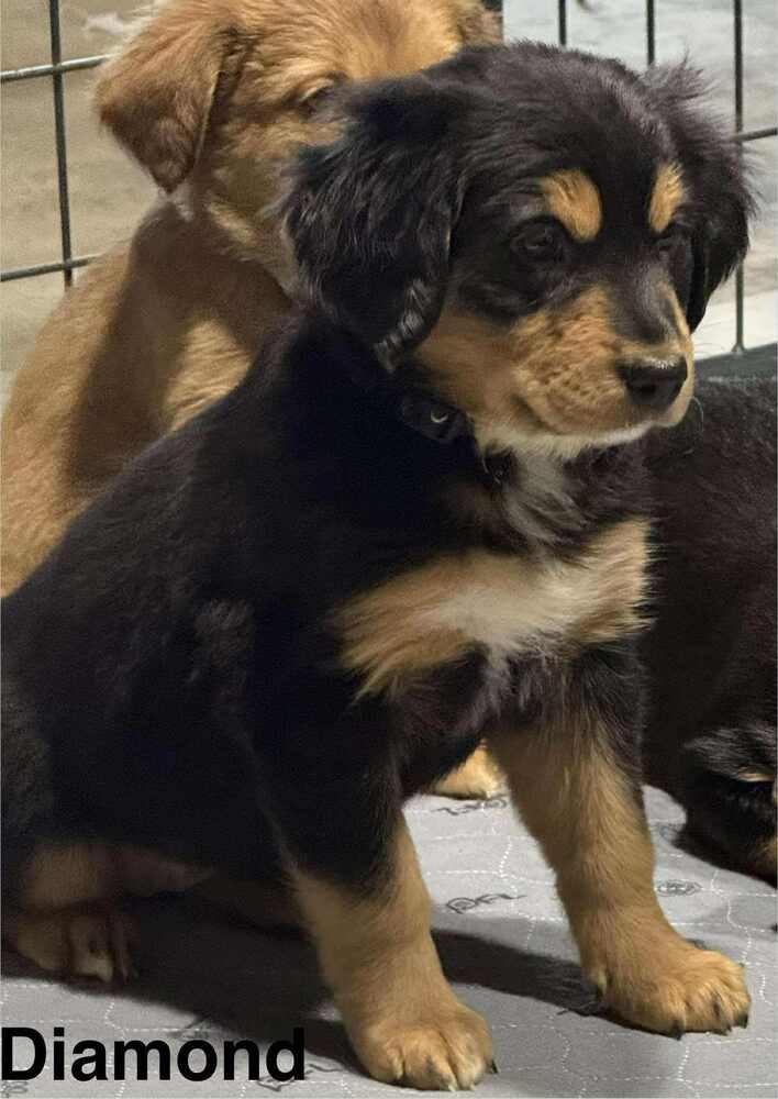 PUPPY LOVE : DIAMOND - Australian Shepherd / Rottweiler available for adoption