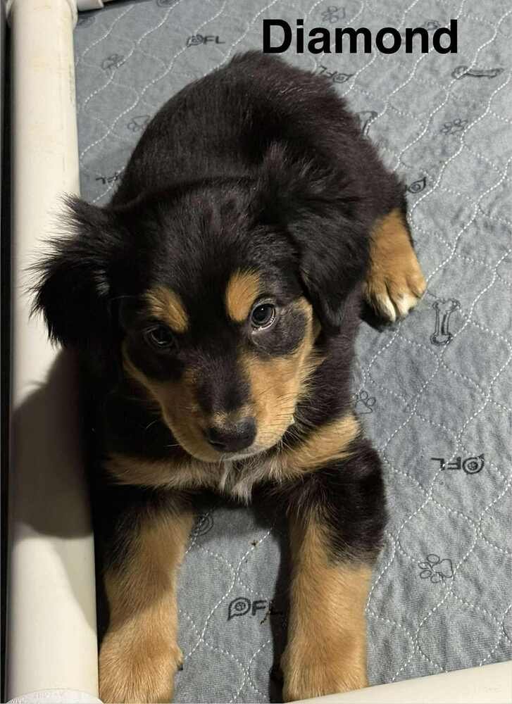 Puppy Love : Diamond - Photo 3