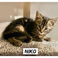 Greek boys : Niko - Photo 1