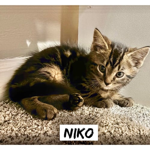 GREEK BOYS : NIKO - Domestic Short Hair available for adoption