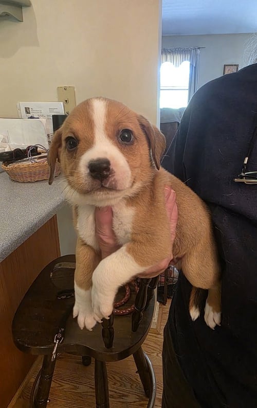 HORSING AROUND : SECRETARIAT - Terrier / Beagle available for adoption