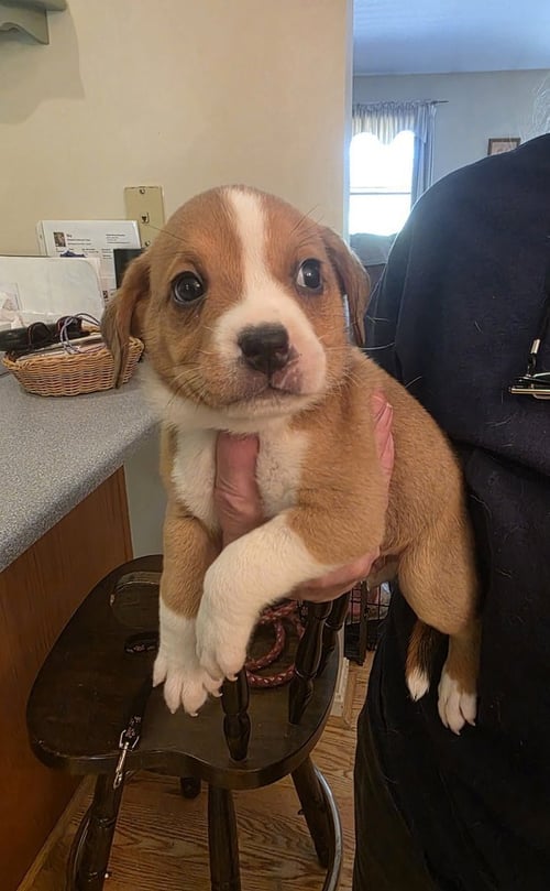 HORSING AROUND : SECRETARIAT - Terrier / Beagle available for adoption