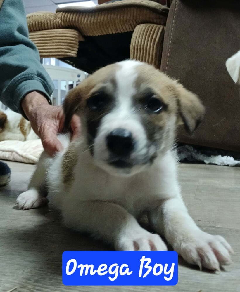 GREEK ALPHABET : OMEGA - Great Pyrenees / Australian Shepherd available for adoption