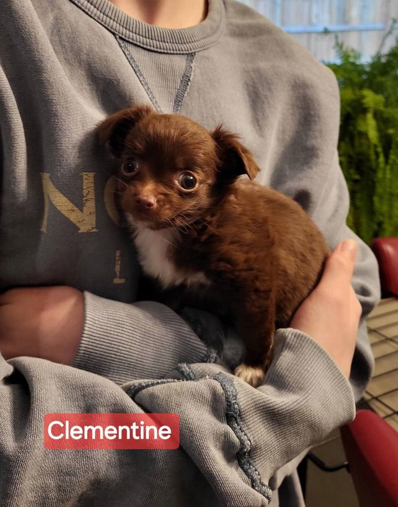ORANGES : CLEMENTINE - Chihuahua / Dachshund available for adoption
