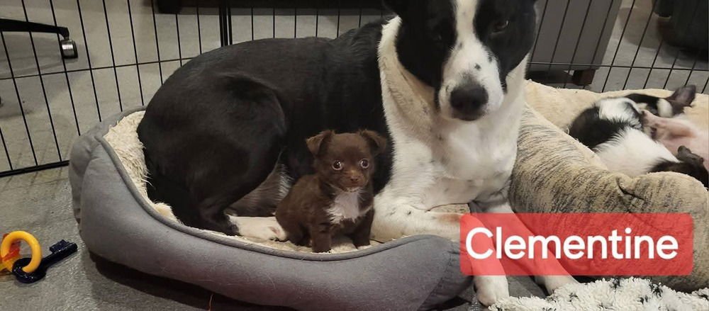 ORANGES : CLEMENTINE - Chihuahua / Dachshund available for adoption