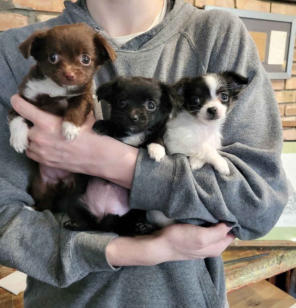 Oranges : Clementine - Photo 3