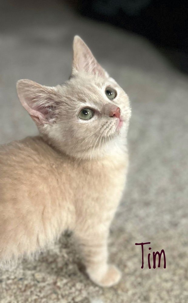 JULIES : TIM - Domestic Short Hair / Domestic Short Hair available for adoption