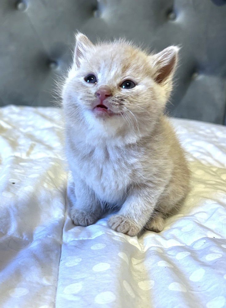 JULIES : TIM - Domestic Short Hair / Domestic Short Hair available for adoption