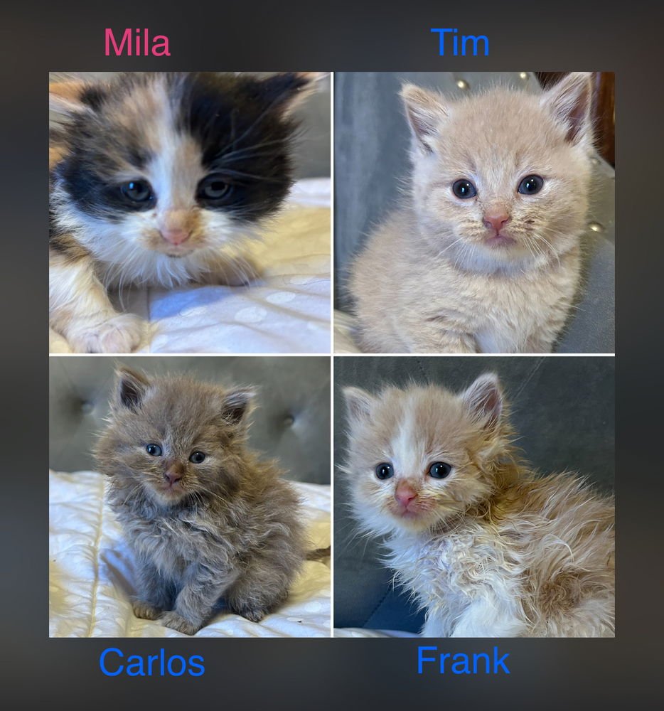 Julies : Tim - Photo 3