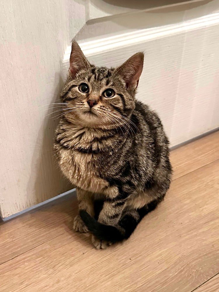 DESTINYS KITTENS : CYRUS - Domestic Short Hair available for adoption