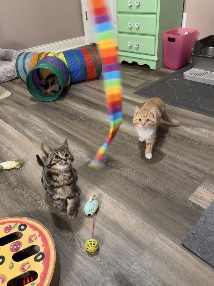 DESTINYS KITTENS : CYRUS - Domestic Short Hair available for adoption