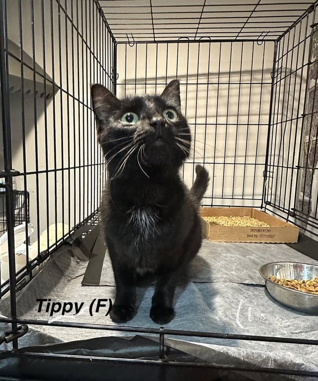 Tippy Girl Image
