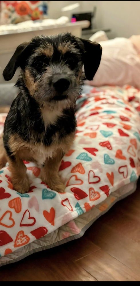SISTERS : CAMMY - Terrier available for adoption