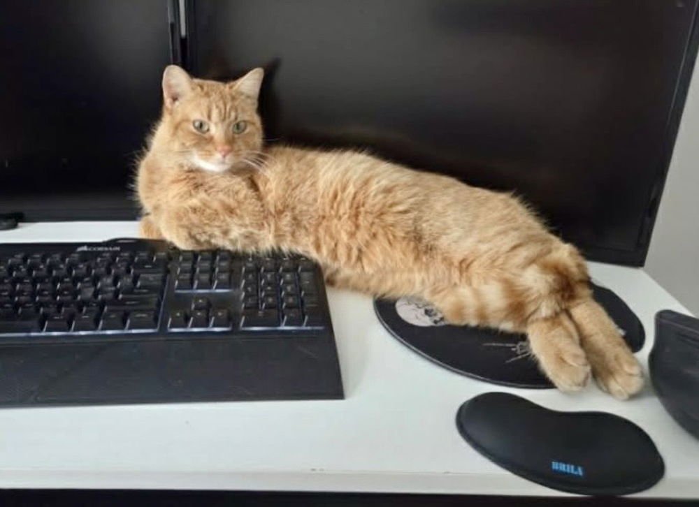 PRISCILLA PUMPKIN KITTY - Domestic Medium Hair available for adoption