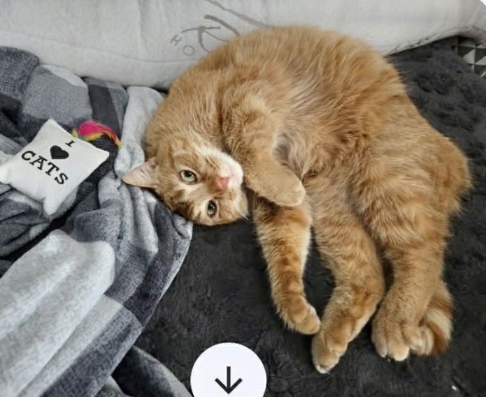 PRISCILLA PUMPKIN KITTY - Domestic Medium Hair available for adoption