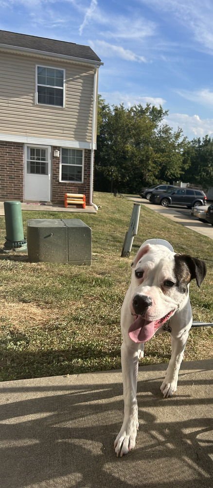 MAX LOVE - Boxer available for adoption