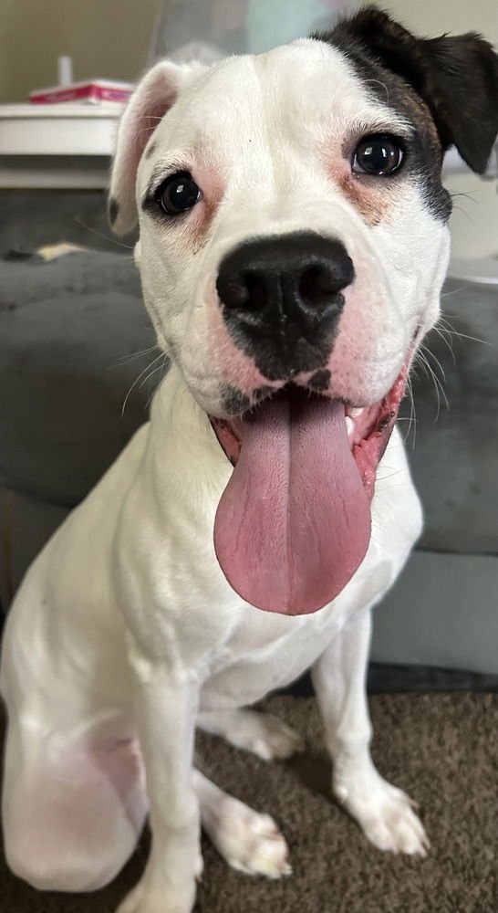 MAX LOVE - Boxer available for adoption