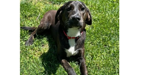 RC BROOK - Mountain Cur / Hound available for adoption