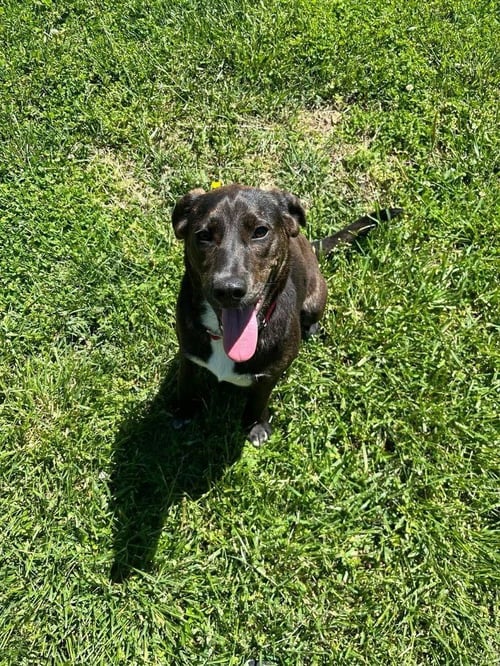 RC BROOK - Mountain Cur / Hound available for adoption