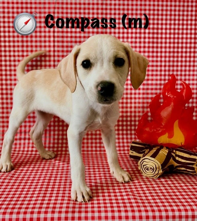 Happy Campers : Compass Image