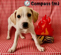 Happy Campers : Compass - Photo 2