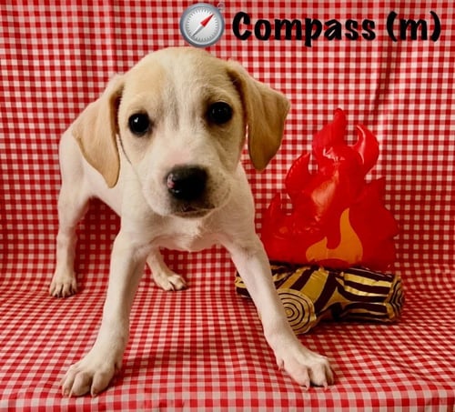 HAPPY CAMPERS : COMPASS - Jack Russell Terrier / Labrador Retriever available for adoption