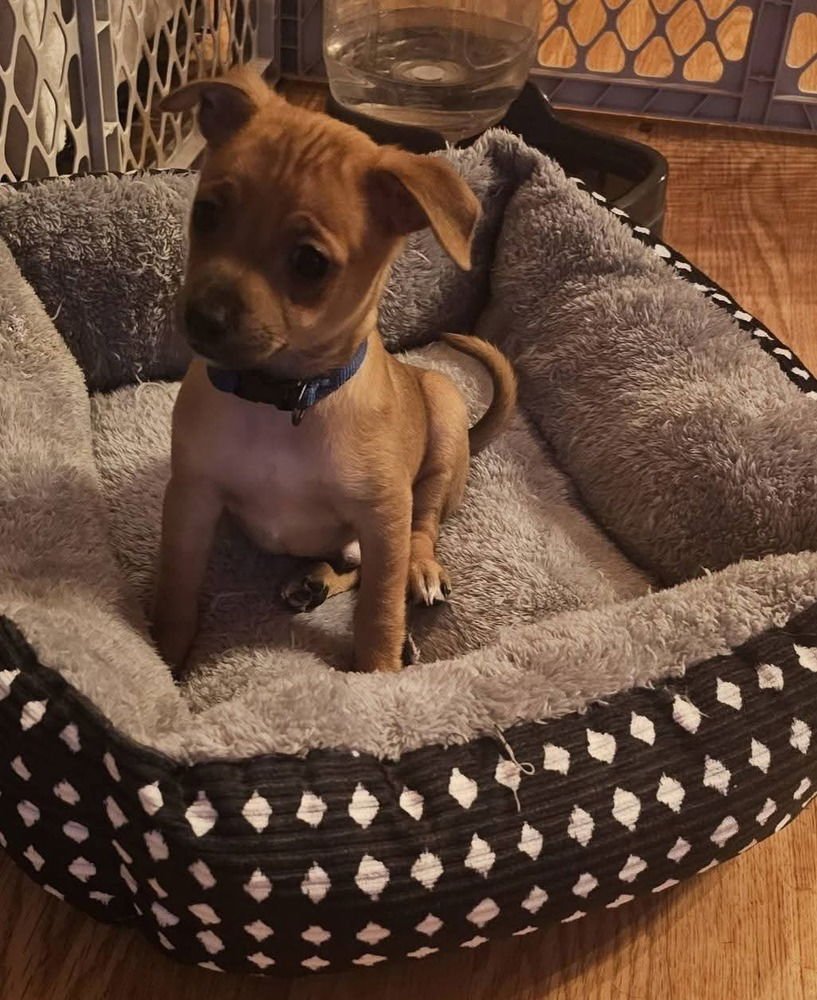 ROOMIES : ERNIE - Chihuahua / Dachshund available for adoption