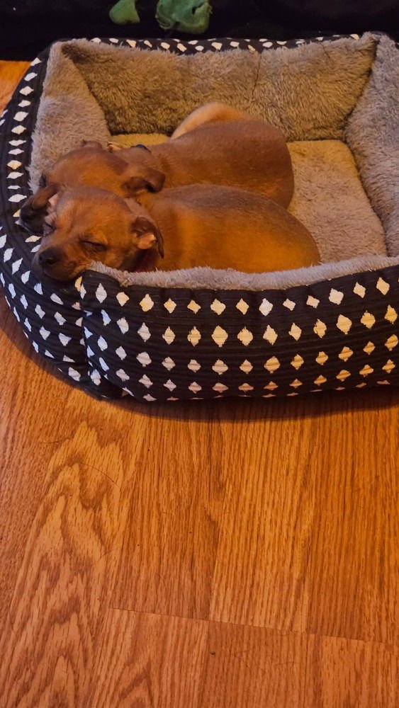 ROOMIES : ERNIE - Chihuahua / Dachshund available for adoption