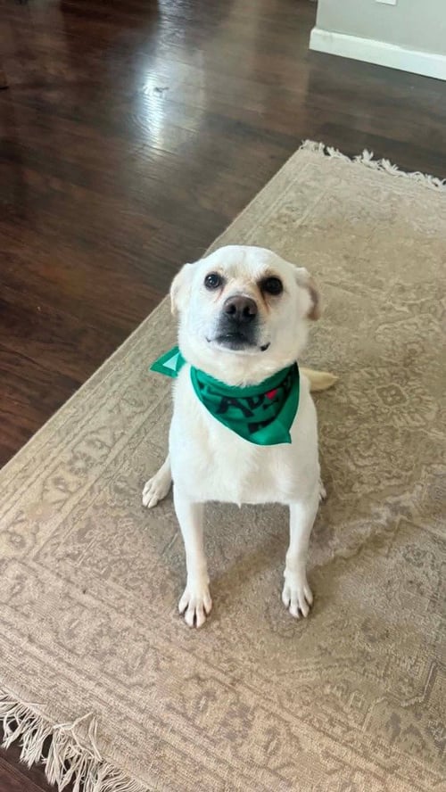 MUNCHI - Labrador Retriever available for adoption