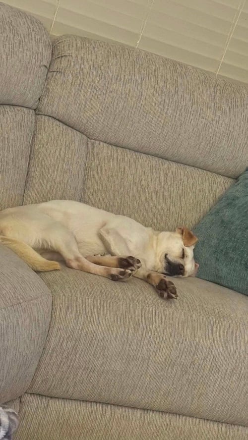 MUNCHI - Labrador Retriever available for adoption