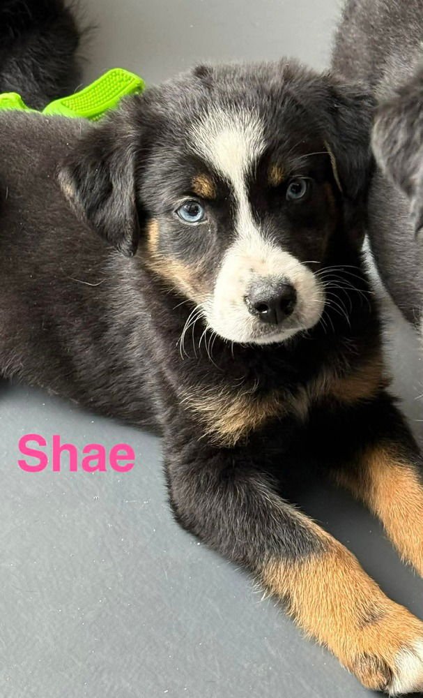 LUCKY LASSIES :  SHAE - Labrador Retriever / Australian Shepherd available for adoption