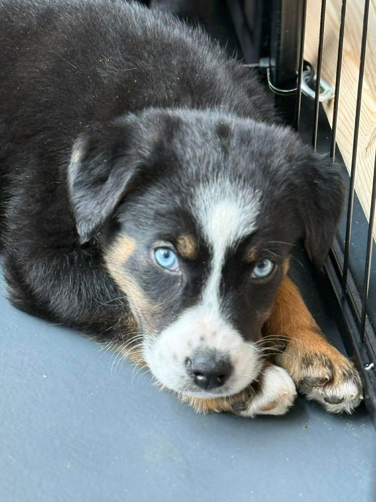 LUCKY LASSIES :  SHAE - Labrador Retriever / Australian Shepherd available for adoption