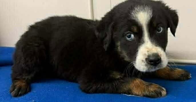 Lucky Lassies :  Shae - Photo 4