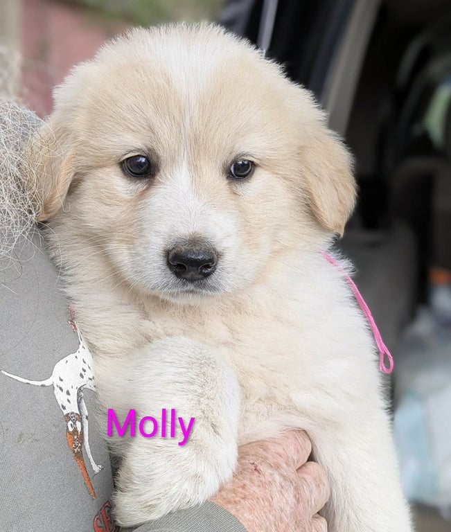 Ruby's Rowdies : Molly Image